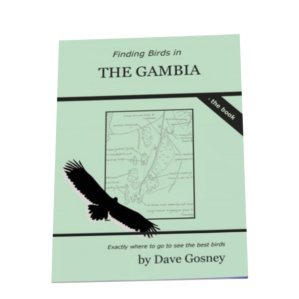 Finding Birds in The Gambia